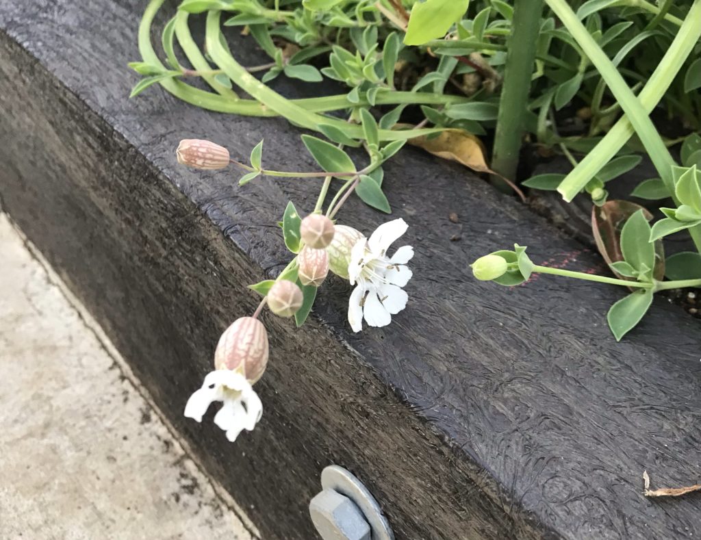 いきちか花壇のタネ採取 | いきちかブログ