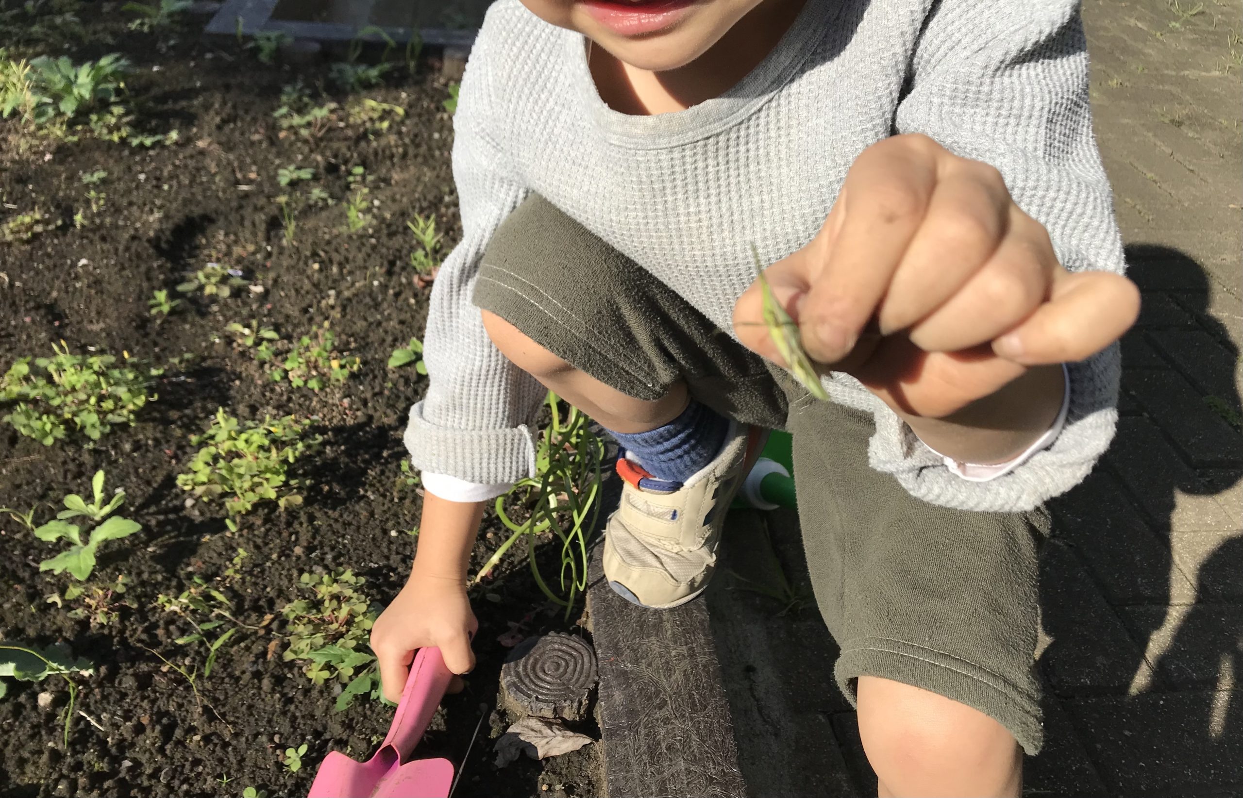 花壇の雑草とバッタと子ども