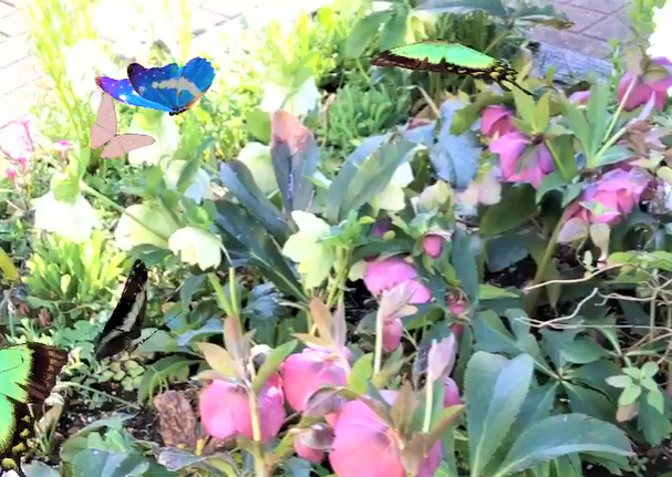 クリスマスローズと蝶フィルター