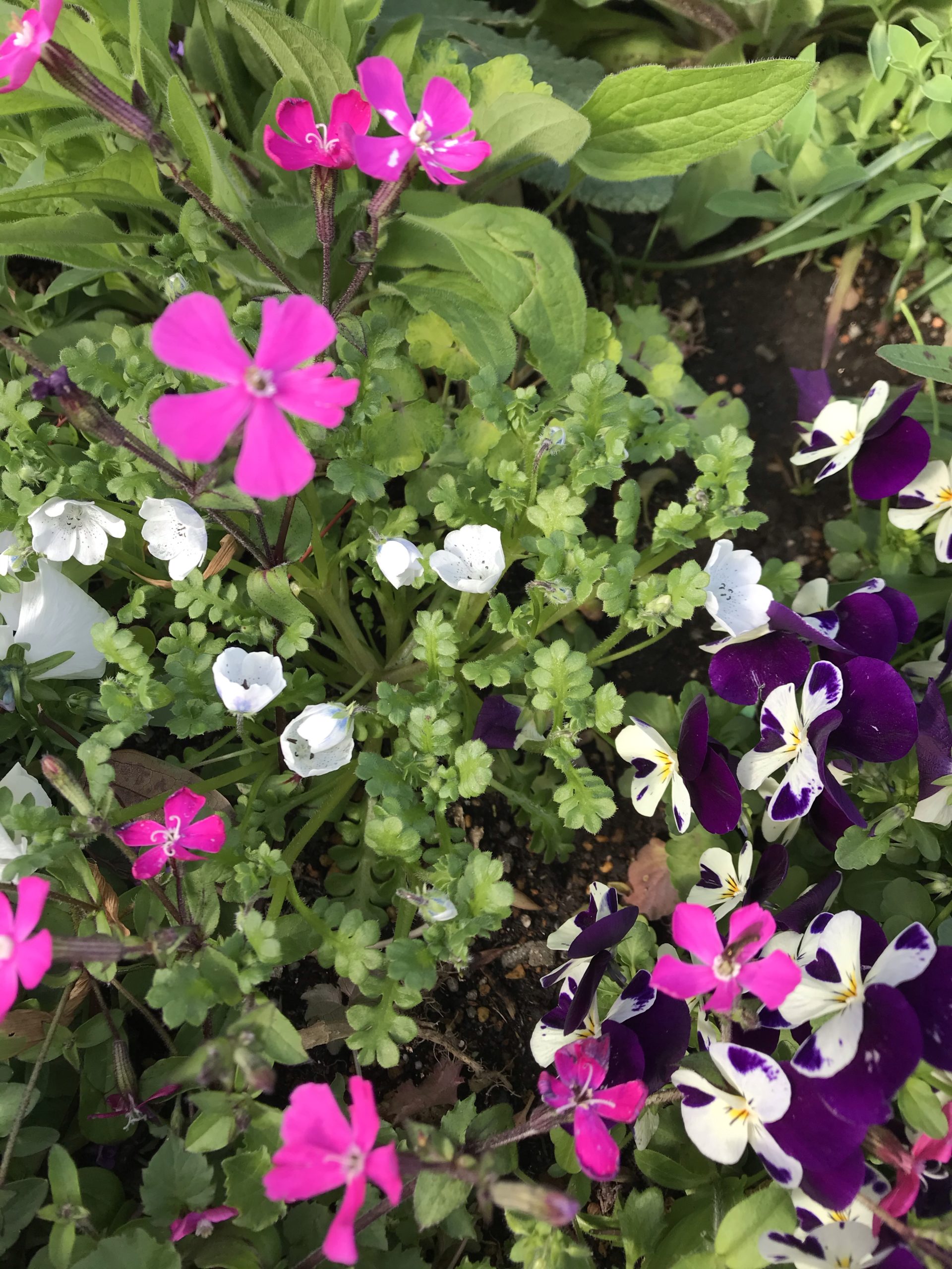3月中旬の花 いきちか花壇 いきちかブログ