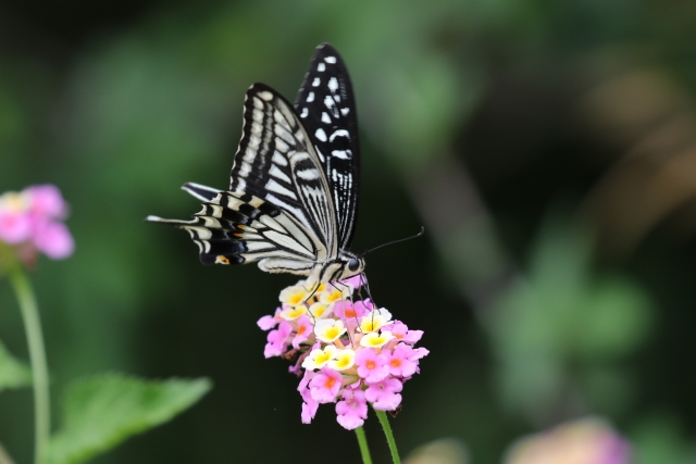 アゲハ蝶がやってきた バタフライパーク いきちかブログ