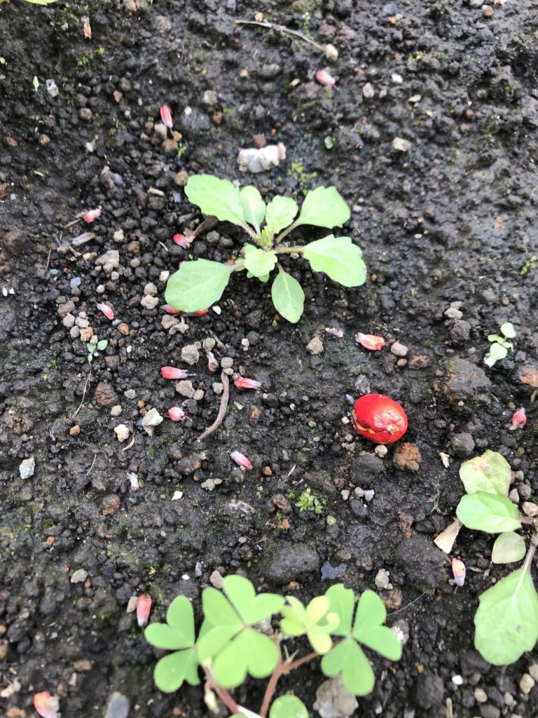 花壇の雑草と赤い実