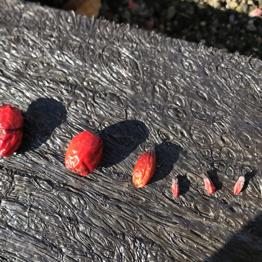 花壇の赤い実